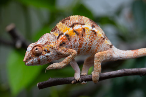 Pet Female Program! - 5 Month Old Individual Female