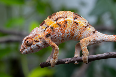 Pet Female Program! - 5 Month Old Individual Female