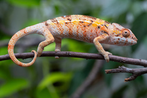 Pet Female Program! - 5 Month Old Individual Female