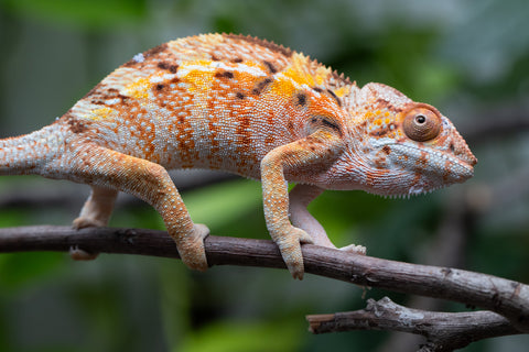 Pet Female Program! - 5 Month Old Individual Female