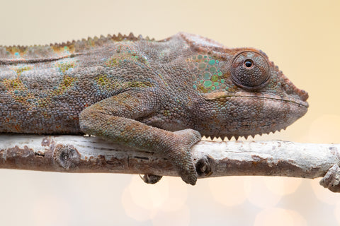 Pet Female Program! - 6 - 9 Month Old Individual - Female #4