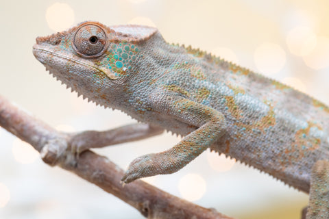 Pet Female Program! - 6 - 9 Month Old Individual - Female #4