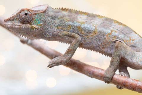 Pet Female Program! - 6 - 9 Month Old Individual - Female #4