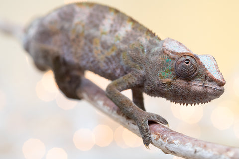 Pet Female Program! - 6 - 9 Month Old Individual - Female #4