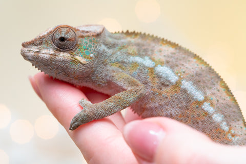 Pet Female Program! - 6 - 9 Month Old Individual - Female #4