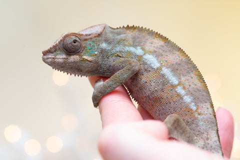 Pet Female Program! - 6 - 9 Month Old Individual - Female #4