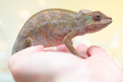 Pet Female Program! - 6 - 9 Month Old Individual - Female #4