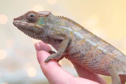 Pet Female Program! - 6 - 9 Month Old Individual - Female #4