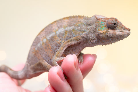 Pet Female Program! - 6 - 9 Month Old Individual - Female #4