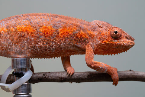 Pet Female Program! - 6 - 9 Month Old Individual - Female #1