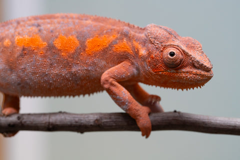 Pet Female Program! - 6 - 9 Month Old Individual - Female #1