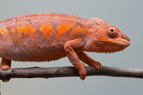 Pet Female Program! - 6 - 9 Month Old Individual - Female #1