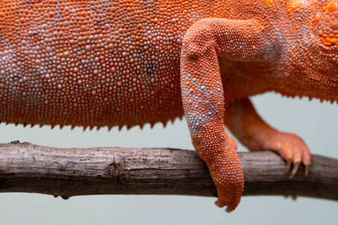 Pet Female Program! - 6 - 9 Month Old Individual - Female #1