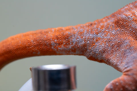 Pet Female Program! - 6 - 9 Month Old Individual - Female #1