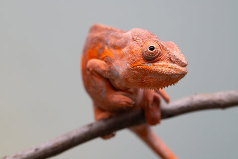 Pet Female Program! - 6 - 9 Month Old Individual - Female #1