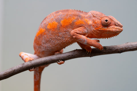 Pet Female Program! - 6 - 9 Month Old Individual - Female #1