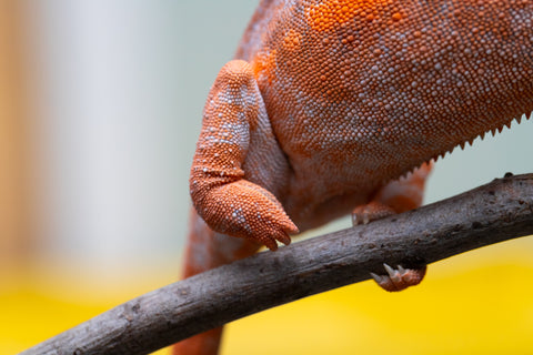 Pet Female Program! - 6 - 9 Month Old Individual - Female #1