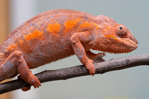 Pet Female Program! - 6 - 9 Month Old Individual - Female #1