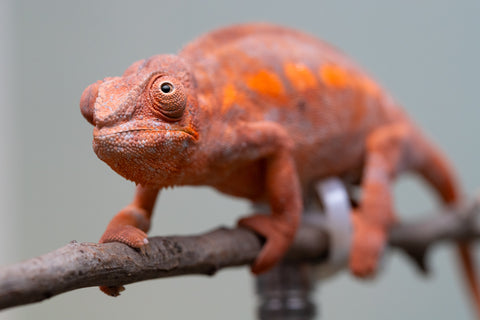 Pet Female Program! - 6 - 9 Month Old Individual - Female #1