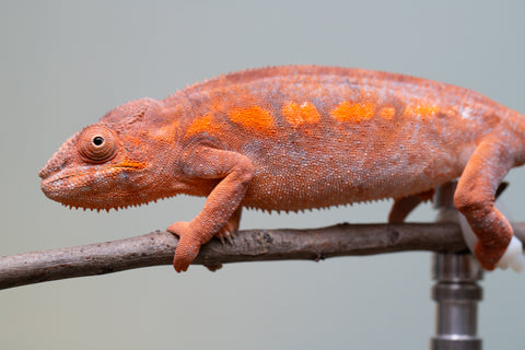 Pet Female Program! - 6 - 9 Month Old Individual - Female #1