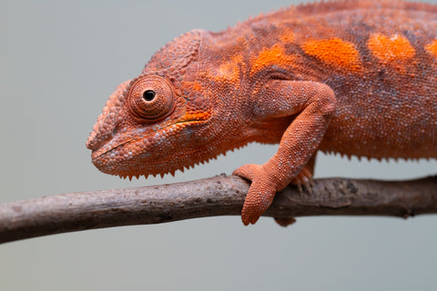 Pet Female Program! - 6 - 9 Month Old Individual - Female #1