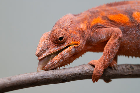 Pet Female Program! - 6 - 9 Month Old Individual - Female #1