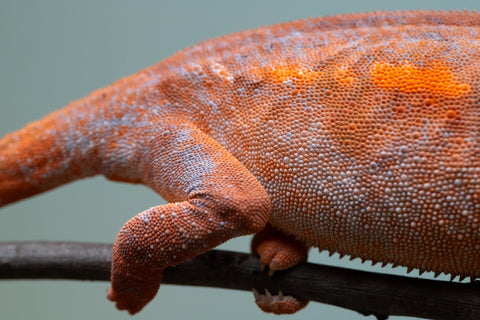 Pet Female Program! - 6 - 9 Month Old Individual - Female #1