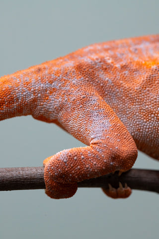 Pet Female Program! - 6 - 9 Month Old Individual - Female #1