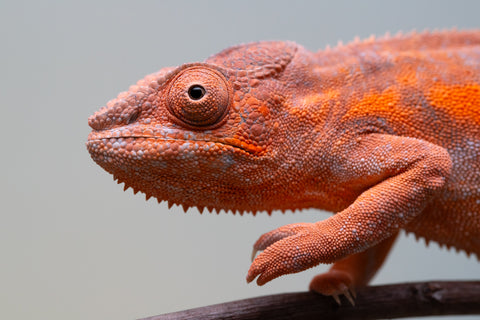 Pet Female Program! - 6 - 9 Month Old Individual - Female #1