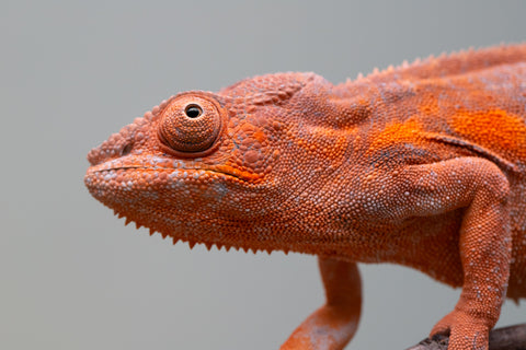 Pet Female Program! - 6 - 9 Month Old Individual - Female #1