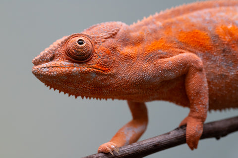 Pet Female Program! - 6 - 9 Month Old Individual - Female #1