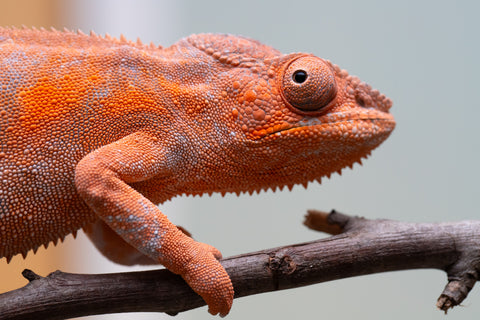 Pet Female Program! - 6 - 9 Month Old Individual - Female #1