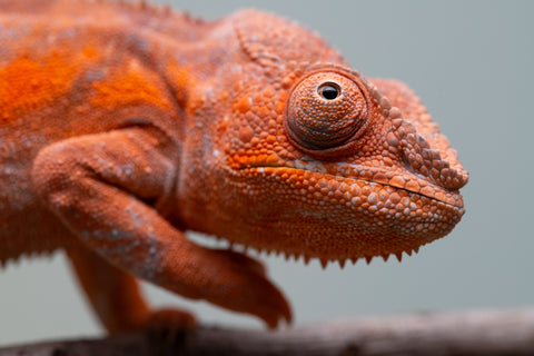 Pet Female Program! - 6 - 9 Month Old Individual - Female #1