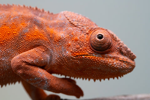 Pet Female Program! - 6 - 9 Month Old Individual - Female #1