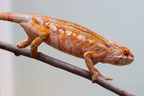 Pet Female Program! - 6 - 9 Month Old Individual - Female #2