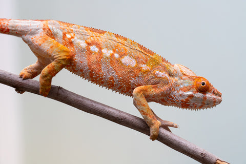 Pet Female Program! - 6 - 9 Month Old Individual - Female #2