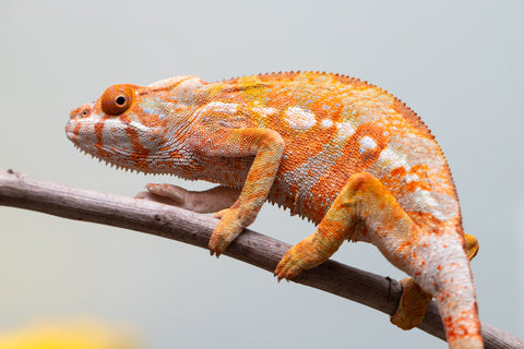 Pet Female Program! - 6 - 9 Month Old Individual - Female #2