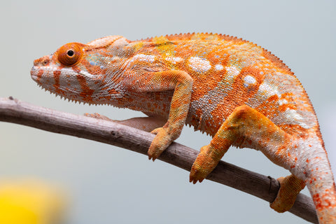 Pet Female Program! - 6 - 9 Month Old Individual - Female #2