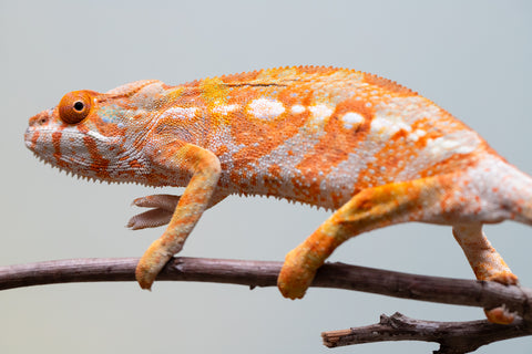 Pet Female Program! - 6 - 9 Month Old Individual - Female #2