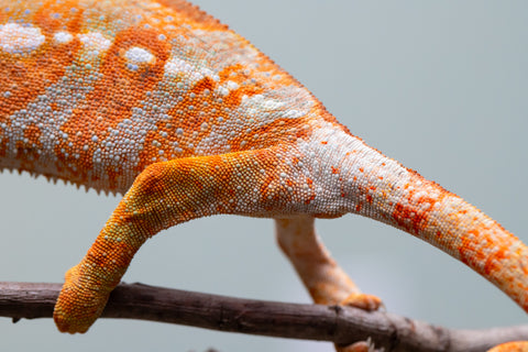 Pet Female Program! - 6 - 9 Month Old Individual - Female #2