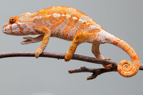 Pet Female Program! - 6 - 9 Month Old Individual - Female #2