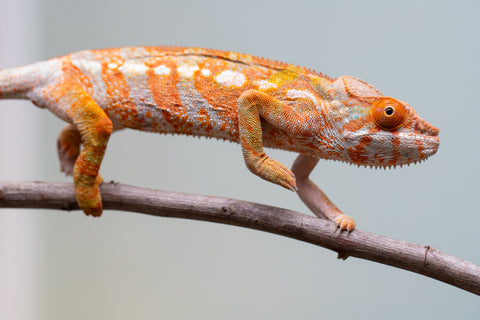 Pet Female Program! - 6 - 9 Month Old Individual - Female #2