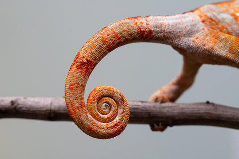 Pet Female Program! - 6 - 9 Month Old Individual - Female #2