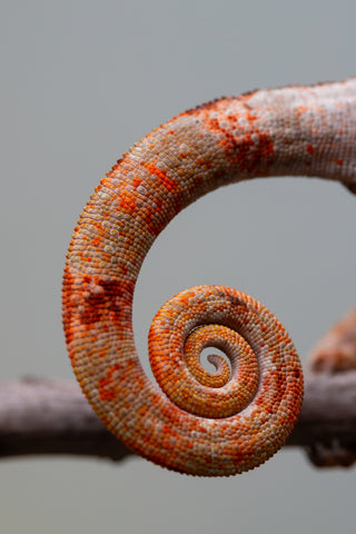 Pet Female Program! - 6 - 9 Month Old Individual - Female #2