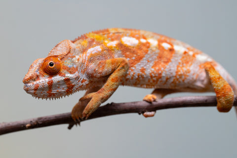 Pet Female Program! - 6 - 9 Month Old Individual - Female #2