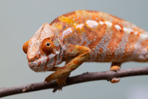 Pet Female Program! - 6 - 9 Month Old Individual - Female #2