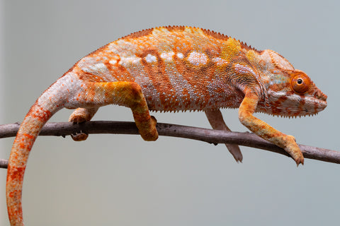 Pet Female Program! - 6 - 9 Month Old Individual - Female #2