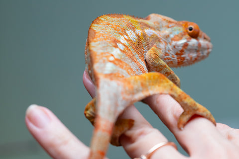 Pet Female Program! - 6 - 9 Month Old Individual - Female #2