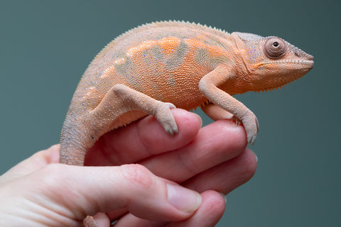 Pet Female Program! - 6 - 9 Month Old Individual - Female #3