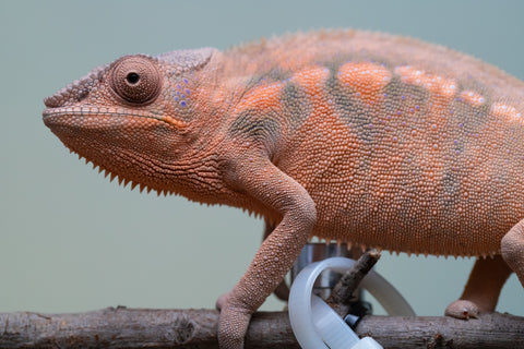 Pet Female Program! - 6 - 9 Month Old Individual - Female #3